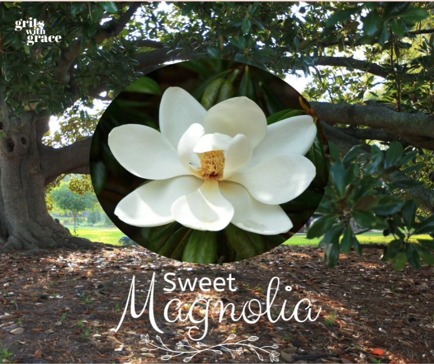 Sweet Magnolia
